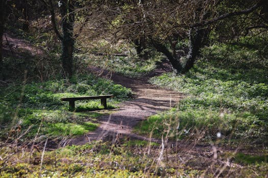 A tranquil woodland scene featuring a lone wooden bench along a sunlit path.